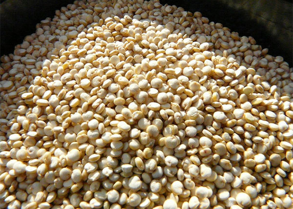 quinoa