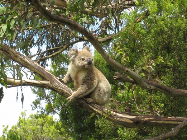 Koala