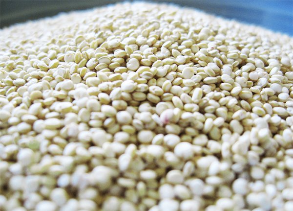 quinoa