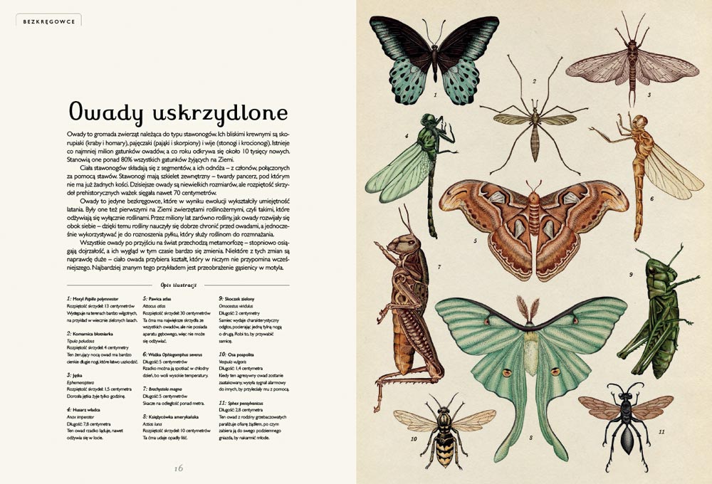 animalium1