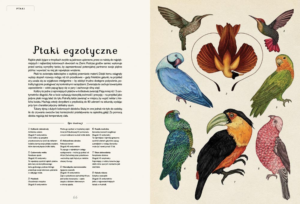 animalium3